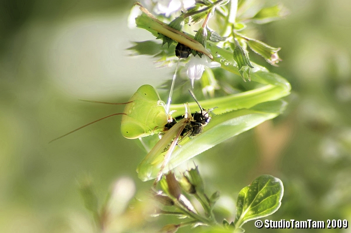 Mantide religiosa.jpg